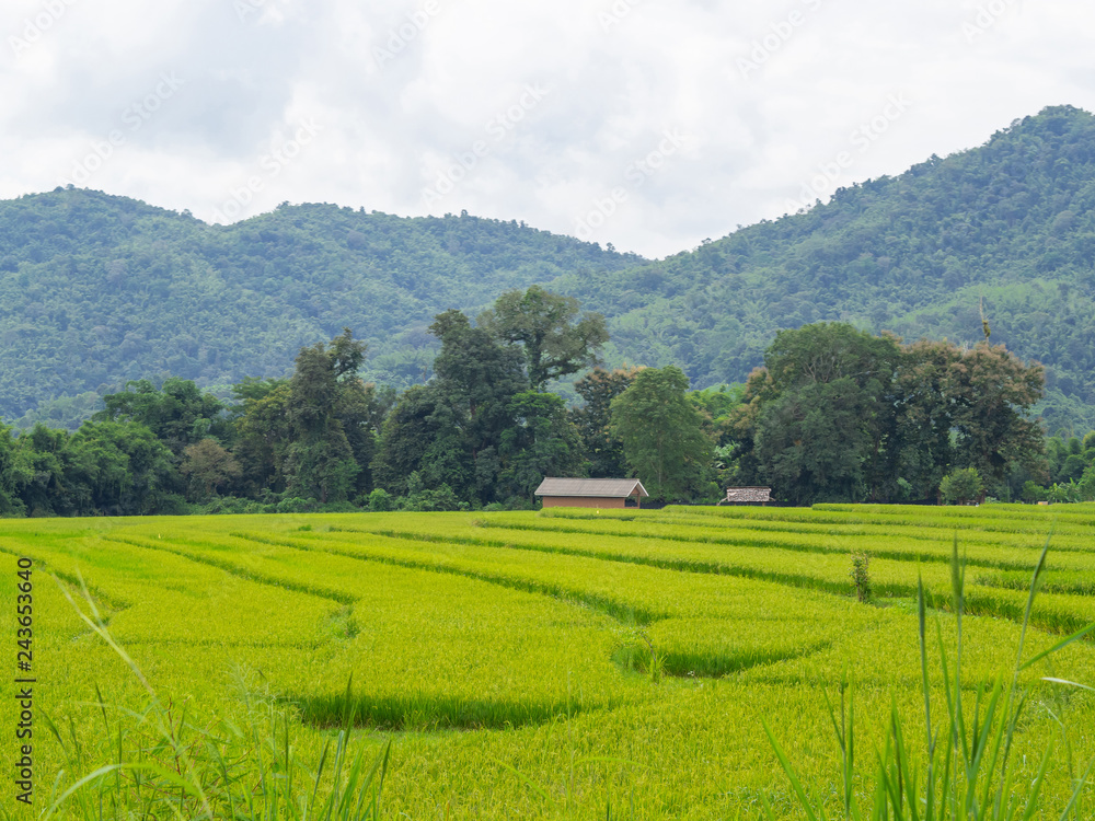 Landscape rice field Thailand.