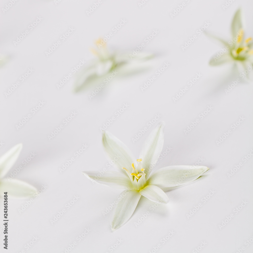 Ornithogal umbellatum on a white background photographed close-up. Ornithogal umbellatum on a white background photographed close-up.