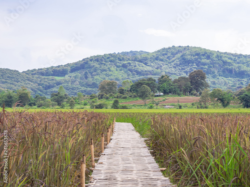 The bamboo bridge across rice fields.