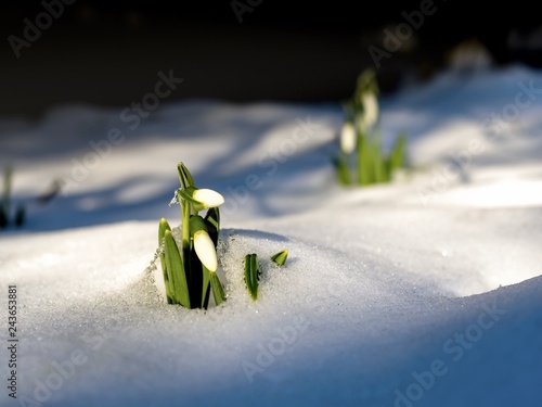 Schneeglöckchen wachsen durch den Schnee (Galanthus) photo