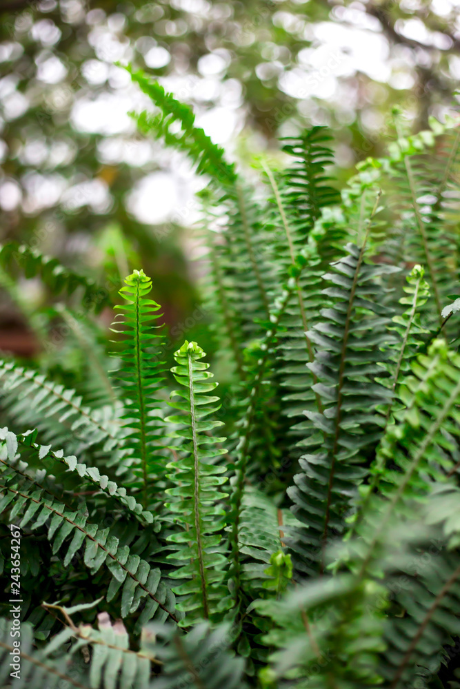 Green Fresh Spring Fern Fronds. Background, wallpaper Green Fresh Spring Fern Fronds. Background, wallpaper