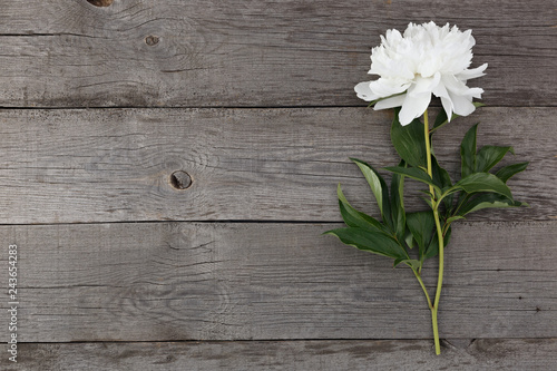 White blooming peony flower on the background of the old boards with texture.