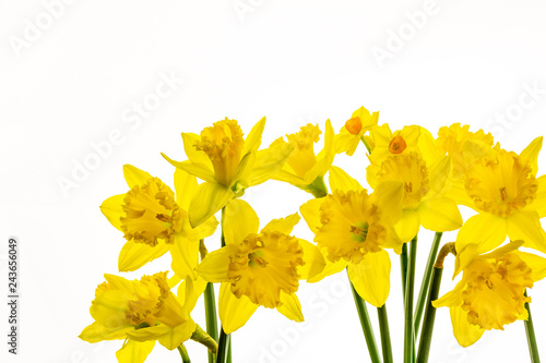 Fototapeta Naklejka Na Ścianę i Meble -  Vibrant Yellow Daffodils Isolated on White background -8