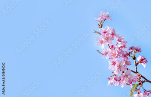 Beautiful cherry blossoms sakura tree bloom in spring over the blue sky, copy space, close up.