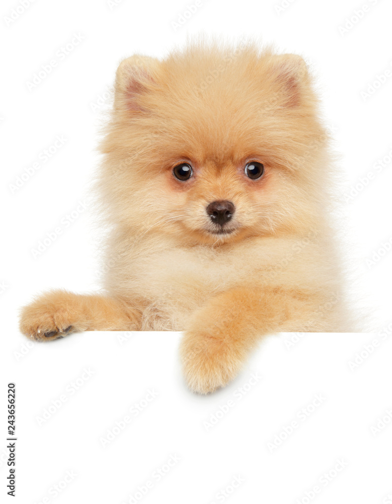 Pomeranian Spitz puppy above banner