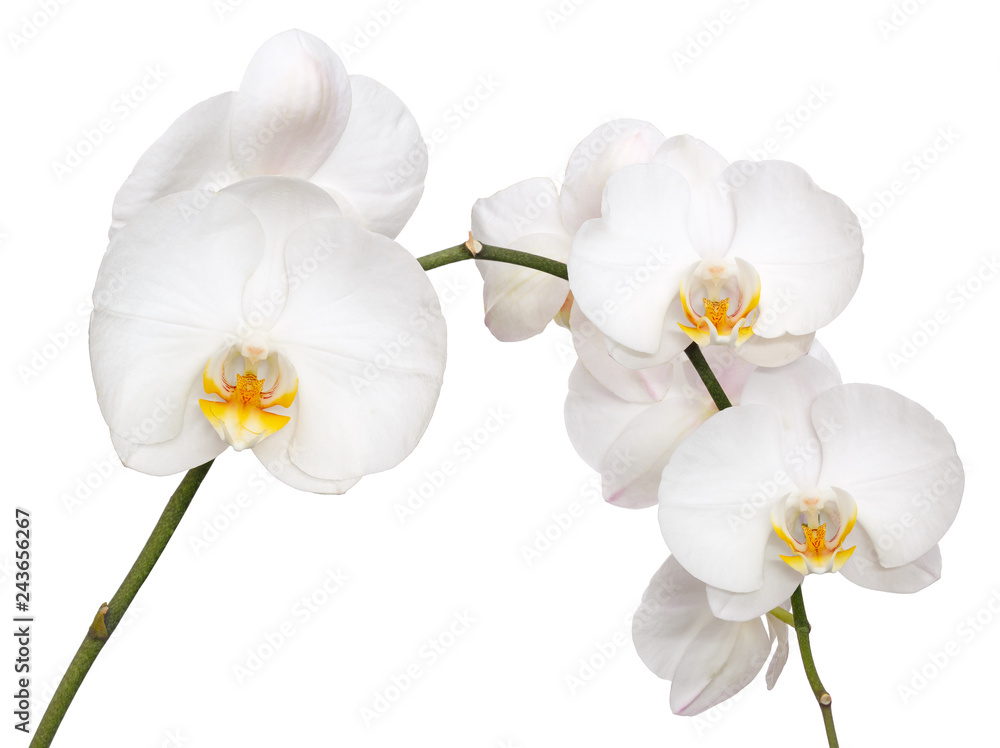 Phalaenopsis amabilis isolated on white background. - obrazy, fototapety, plakaty 
