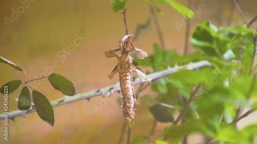 A brown leaf insect sitting in camouflage on a tree branch in the forest. photo