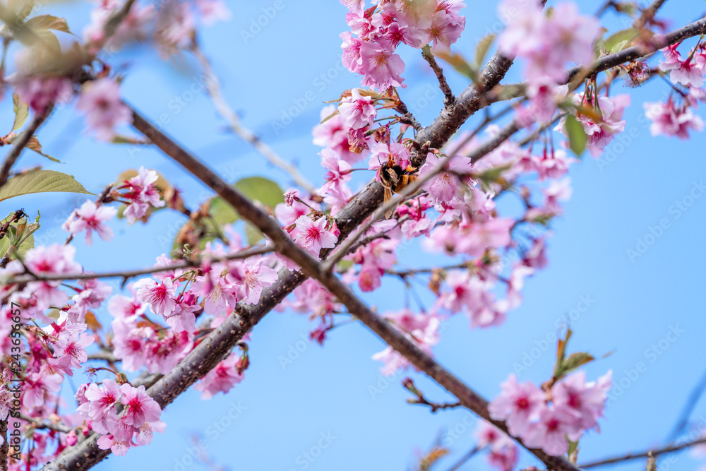 Beautiful cherry blossoms sakura tree bloom in spring over the blue sky, copy space, close up. Beautiful cherry blossoms sakura tree bloom in spring over the blue sky, copy space, close up.
