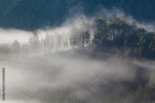 foggy summer landscape in the mountains  Salciua  Romania