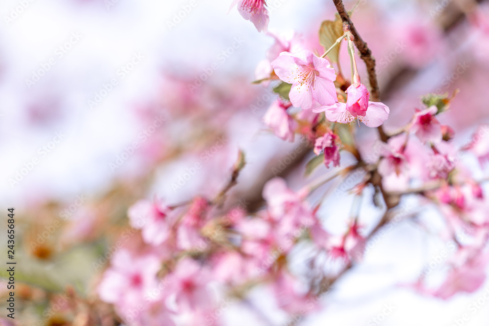 Beautiful cherry blossoms sakura tree bloom in spring over the blue sky, copy space, close up. Beautiful cherry blossoms sakura tree bloom in spring over the blue sky, copy space, close up.