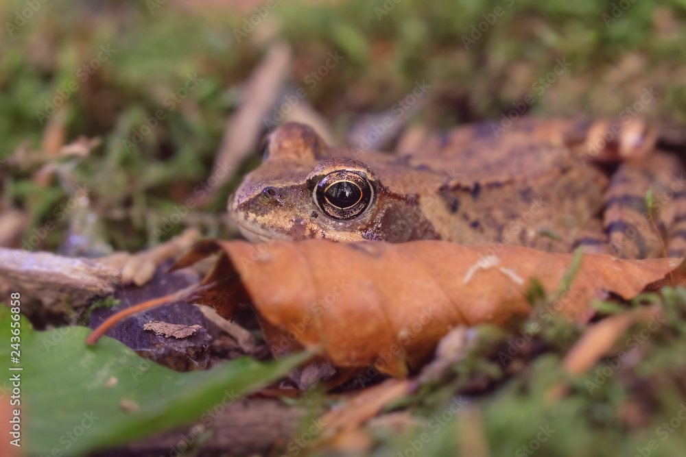 Grasfrosch versteckt sich hinter einem Blatt Grasfrosch versteckt sich hinter einem Blatt