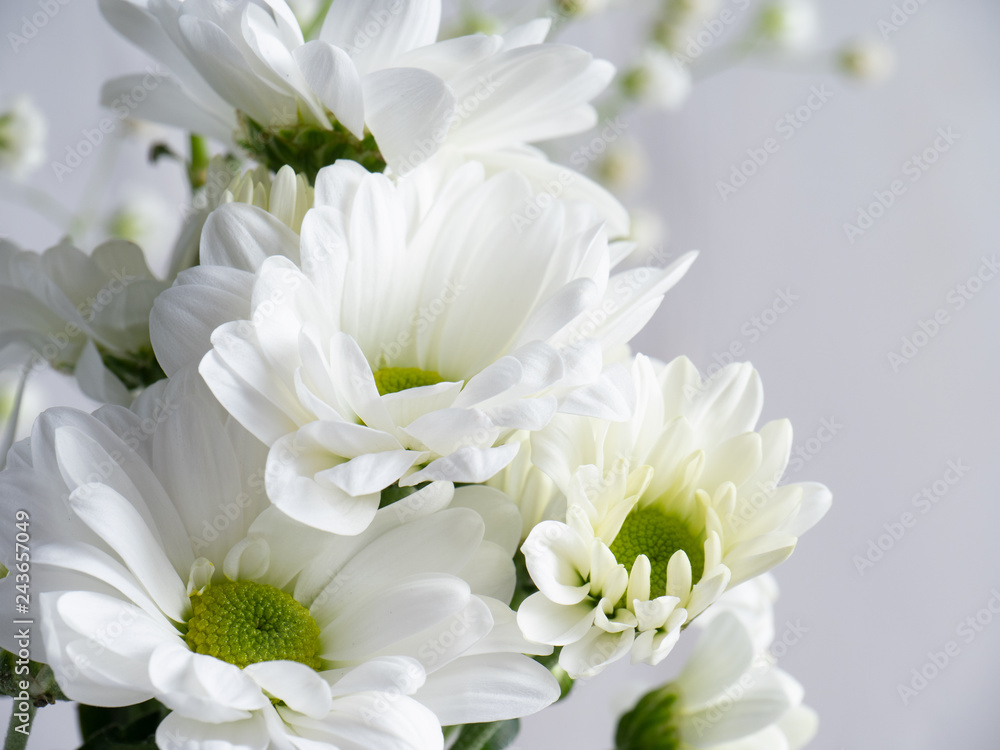 Fototapeta premium White flowers on light background