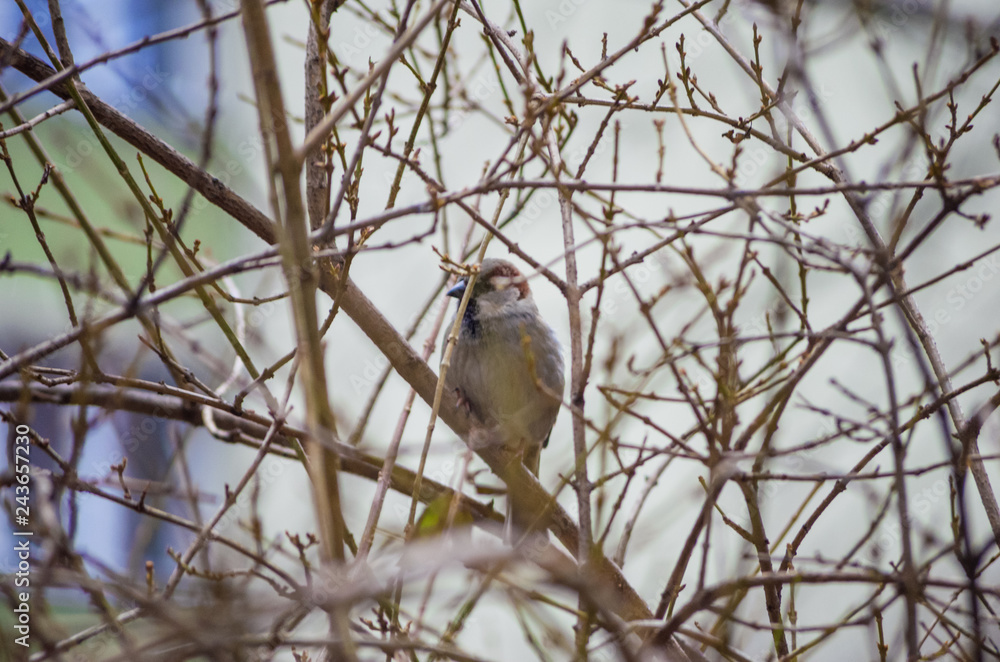 Sparrow on a tree branch without leaves close up Sparrow on a tree branch without leaves close up