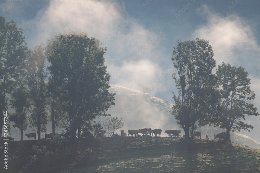 Fototapeta premium foggy summer landscape in the mountains, Salciua, Romania