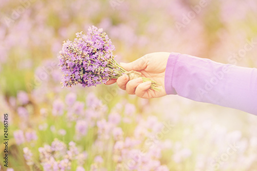 Fototapeta Naklejka Na Ścianę i Meble -  Gathering a bouquet of lavender. Beautiful girl holding a bouquet of fresh lavender in lavender field. Sun, sun haze, glare. Purple tinting.