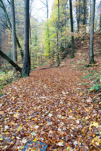autumn scenery with trail covered by fallen leaves and colorful trees