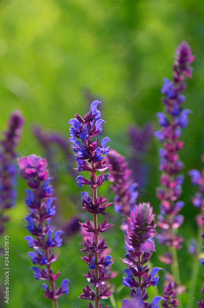 Obraz premium Salvia flowers