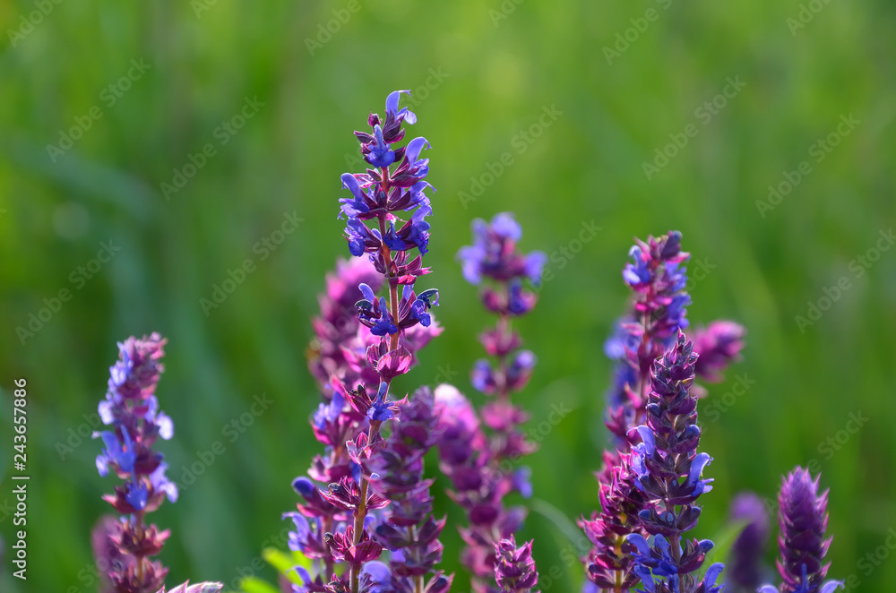 Fototapeta premium Salvia flowers