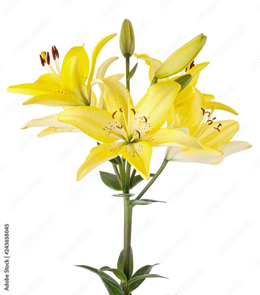 Obraz premium Branch with bud blooming lily flower isolated on white background.