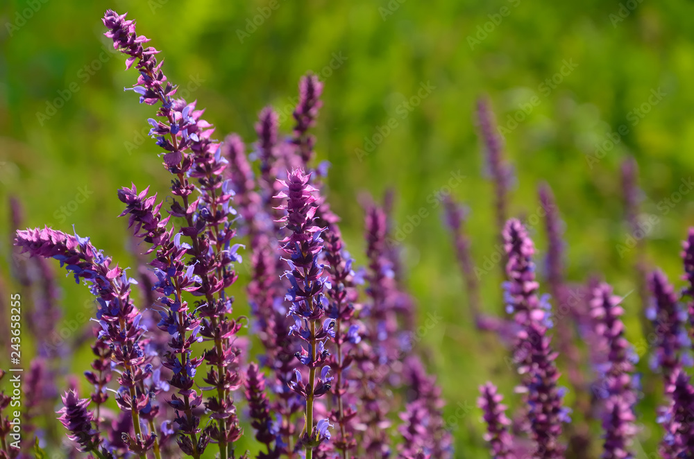 Obraz premium Salvia flowers