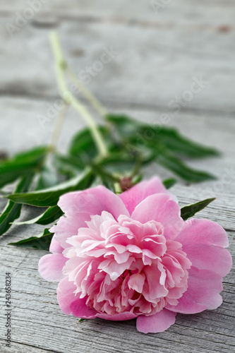 Pink blooming peony flower on the background of the old boards with texture. The plant is photographed close-up.