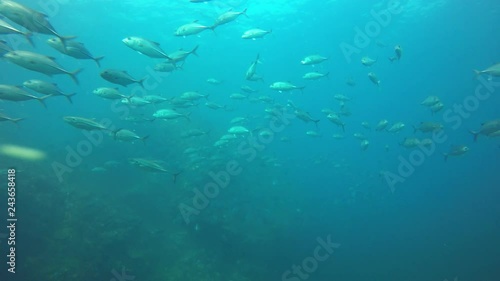 Wallpaper Mural Bigeye Trevally (Jack) fish  Torontodigital.ca