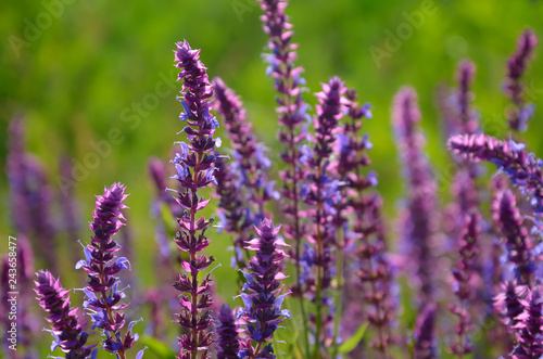 Salvia flowers