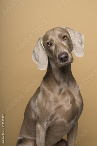 Portrait of a female Weimaraner dog on a beige background