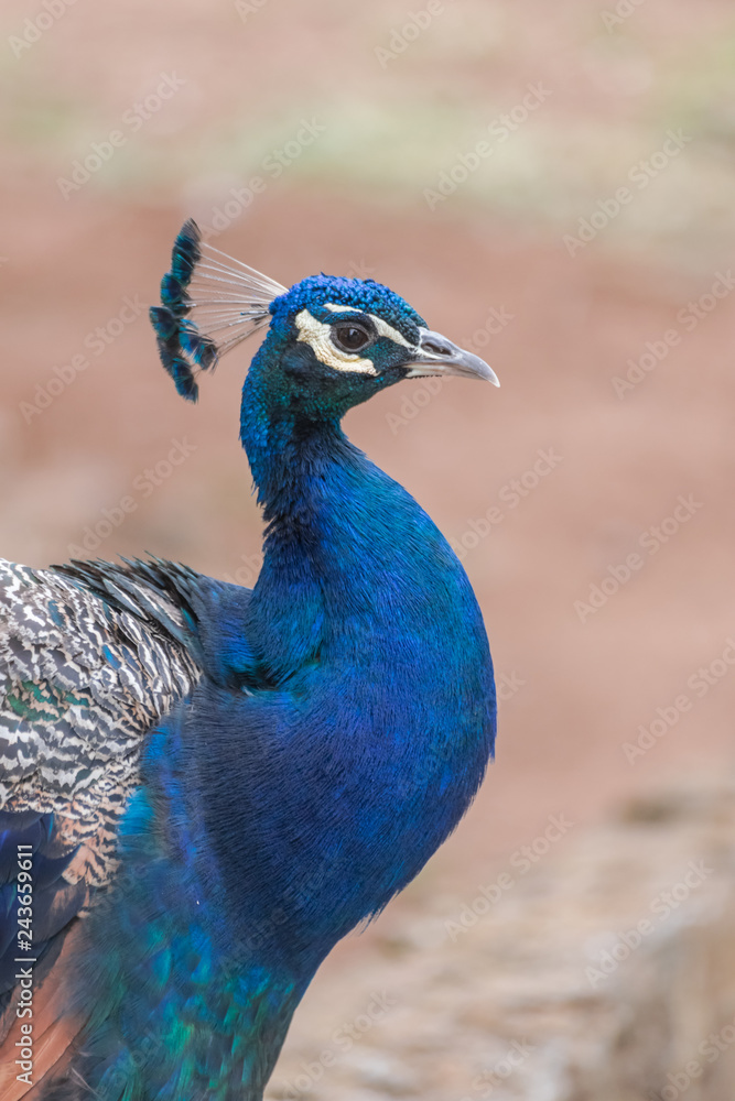 Indian peafowl (Pavo cristatus) head portrait Indian peafowl (Pavo cristatus) head portrait