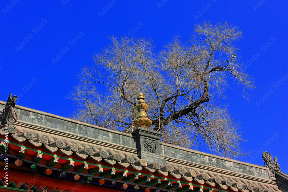 Obraz premium ridge and dead trees in a temple