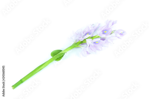 Water Hyacinth Close up