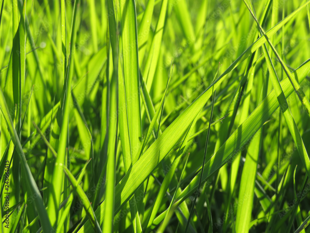 Fresh green grass in sunlight, selective focus. Bright spring nature background Fresh green grass in sunlight, selective focus. Bright spring nature background