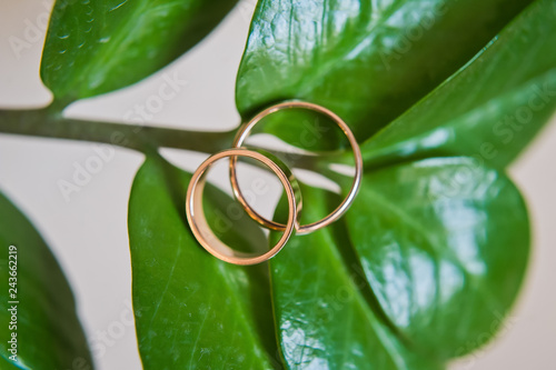 Gold wedding rings on green leaves