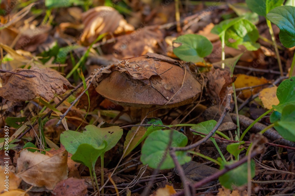 mushroom in grass mushroom in grass