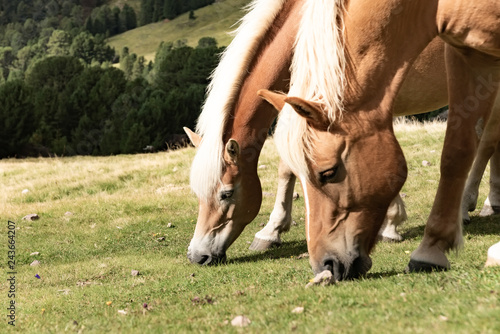 Fototapeta Naklejka Na Ścianę i Meble -  Horse over Dolomite landscape Geisler or Odle mountain Dolomites Group, Val di Funes, tourist region of Italy