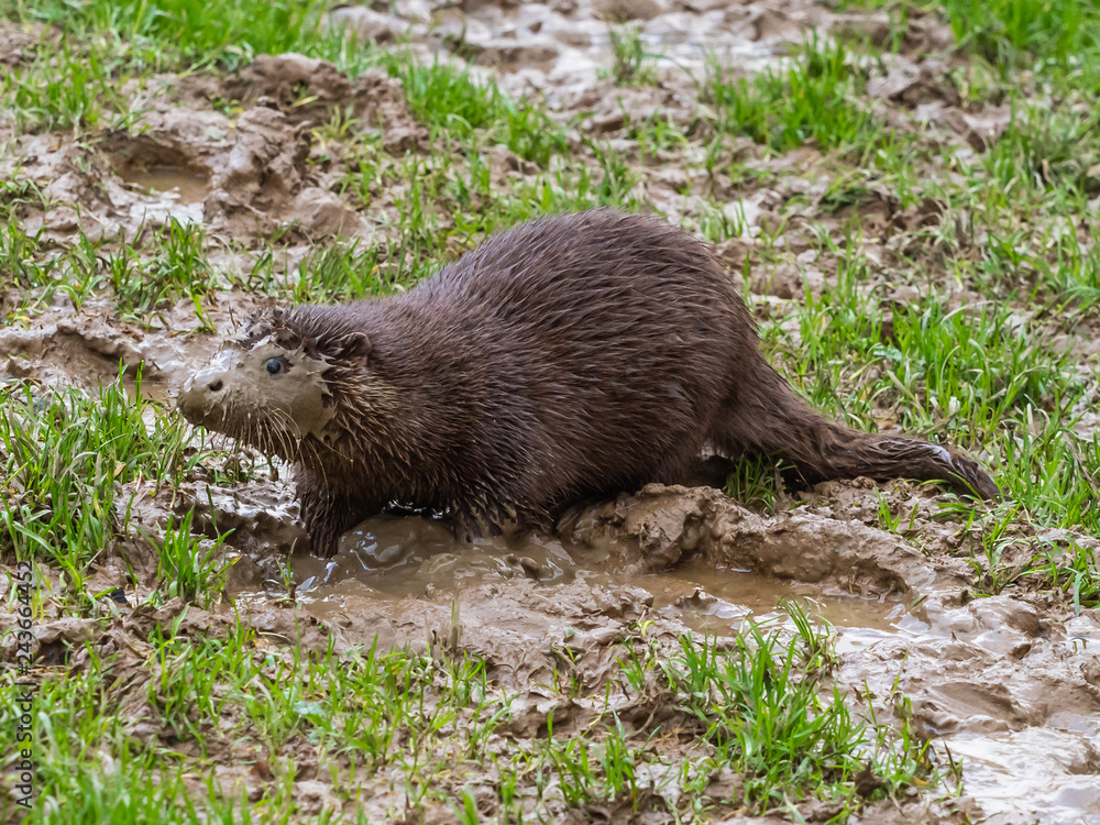 Young Eurasian Otter (Lutra lutra) Playing in the Mud Young Eurasian Otter (Lutra lutra) Playing in the Mud