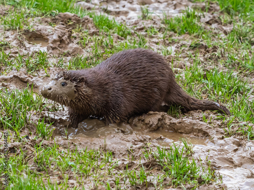 Young Eurasian Otter (Lutra lutra) Playing in the Mud