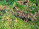 Scottish wildcat (Felis silvestris grampia), or Highland tiger