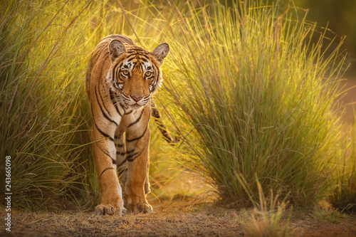 Tableau sur toile Amazing tiger in the nature habitat