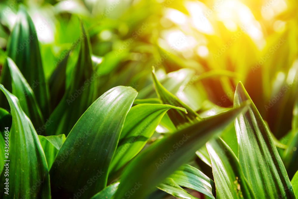 Obraz premium Nature spring background.