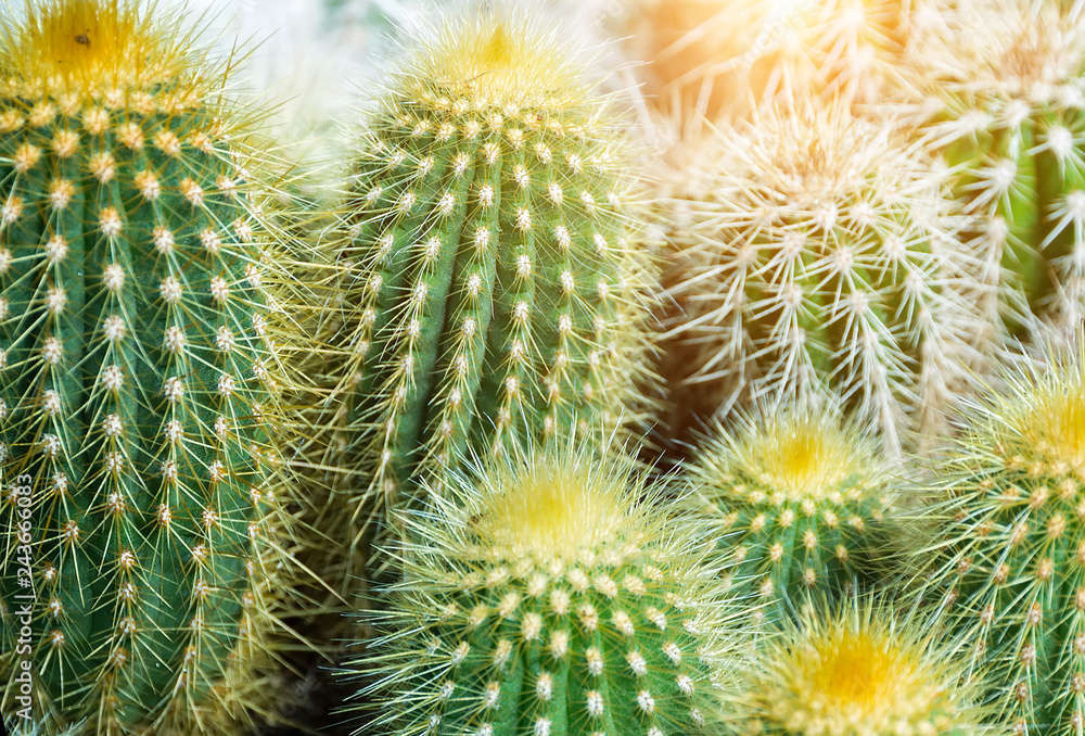 SUN Cactus top view SUN Cactus top view