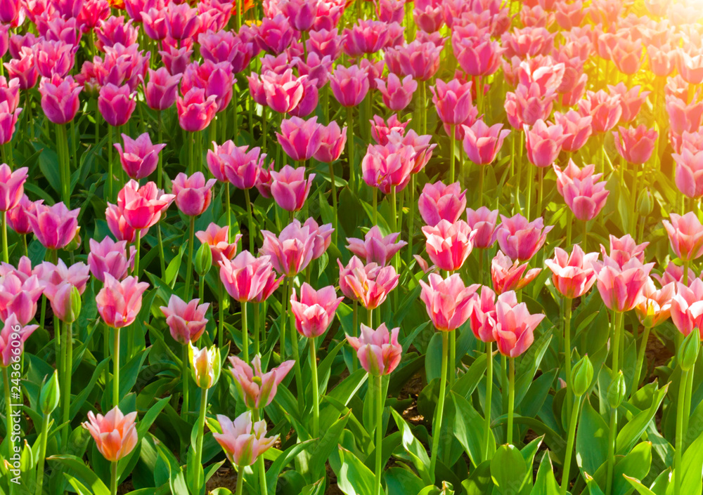 sun tulips growing in garden sun tulips growing in garden