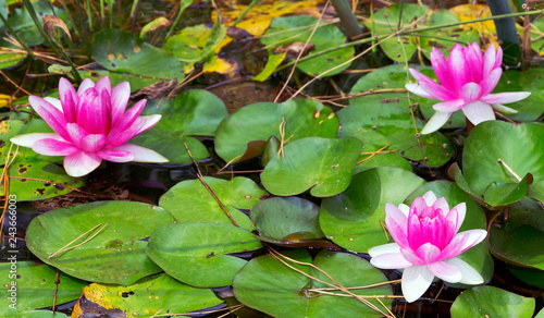 lily in the pond Violet flower