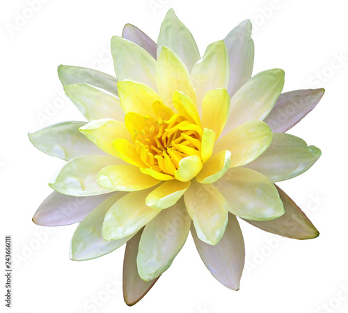 White Lotus Blossom isolated on a white