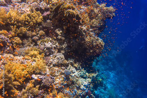 Coral reef an acropor with a flock of antias in sea underworld.
