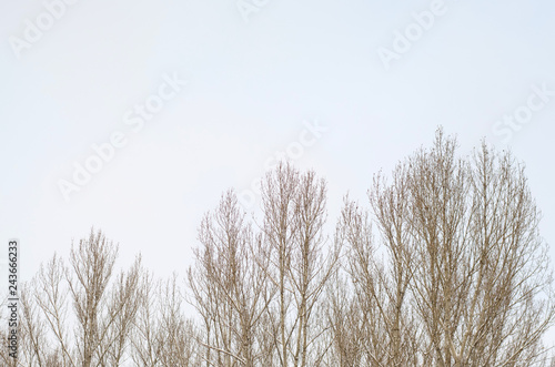 Art photography. Rhythmic tree branches in winter. Natural ornament. Beautiful winter