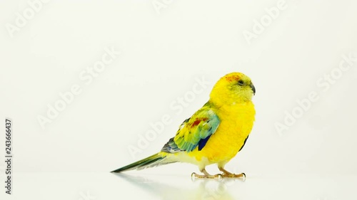 parrot (haematonotus psephotus) sing isolated on white screen photo