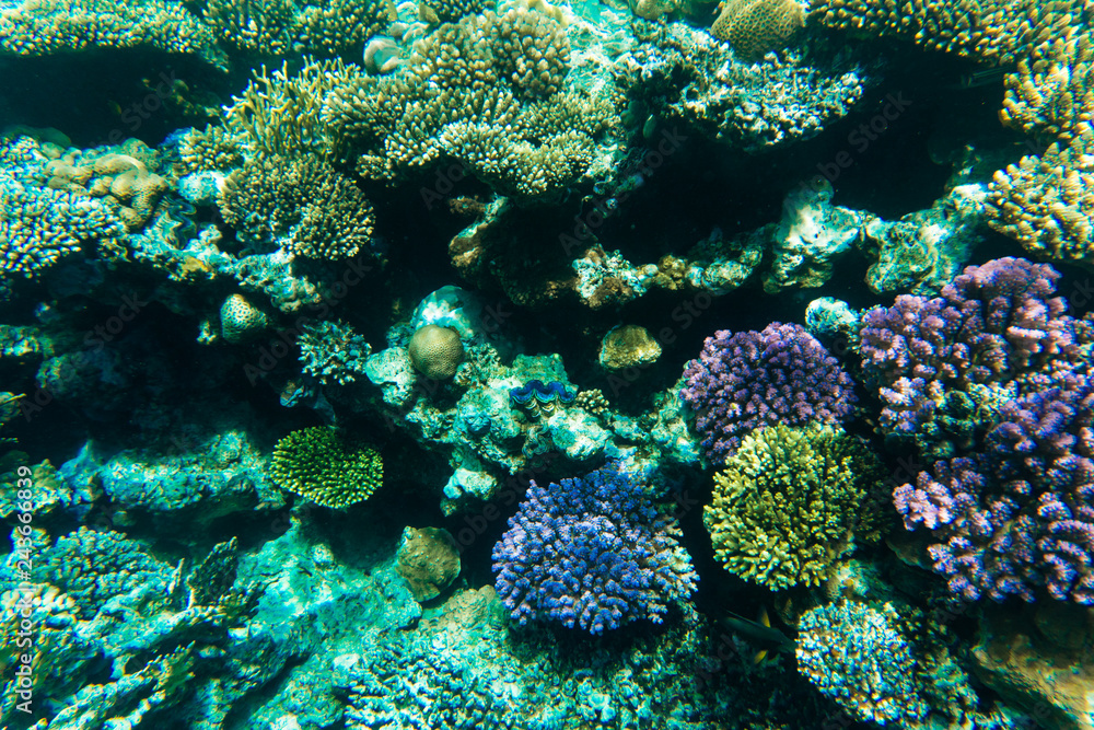 Underwater world. Coral fishes of Red sea. Egypt