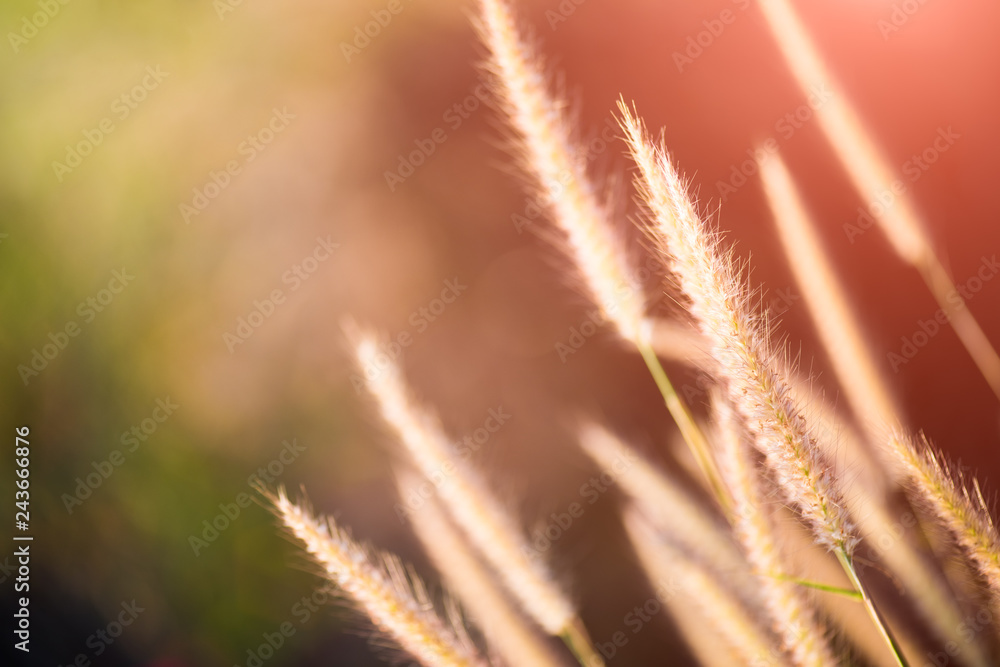 Close up grass flower during sunrise in the morning or sunset in evening. Close up grass flower during sunrise in the morning or sunset in evening.