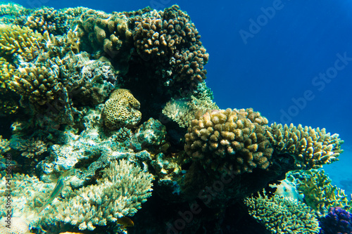 Red Sea coral reef with a lot of fish in Red Sea